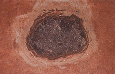 The Österplana Fossil L Chondrite