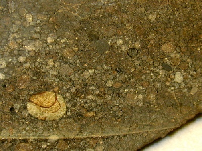 Close-up of a slice of Santa Vitoria do Palmar