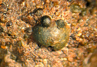 Figure 2: Small chondrules firmly attached to a larger one